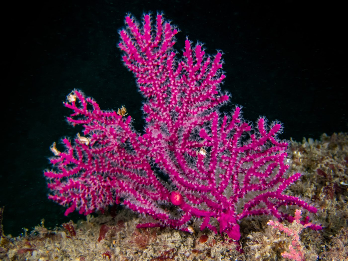 Purple gorgonian at Ingraham Street Bridge, November 2024