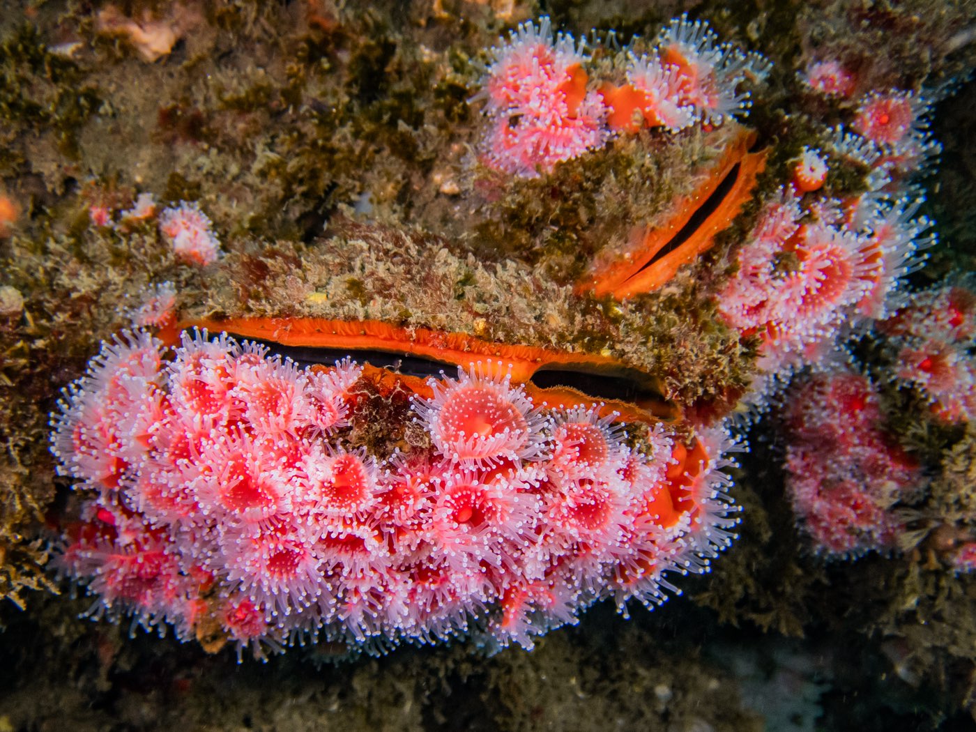 Strawberry anemones and rock scallops at Ingraham Street Bridge, September 2024